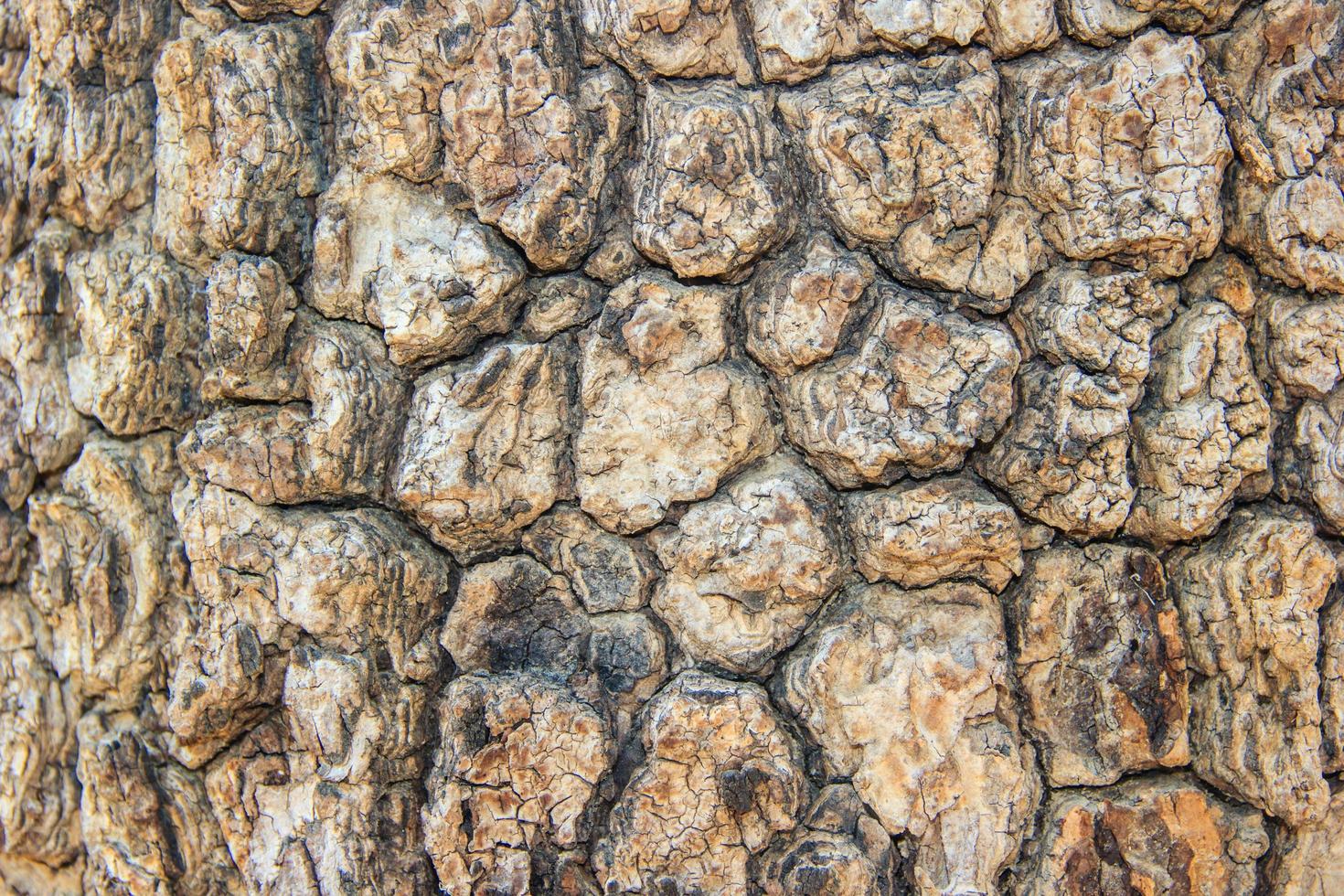 Tree bark texture background photo