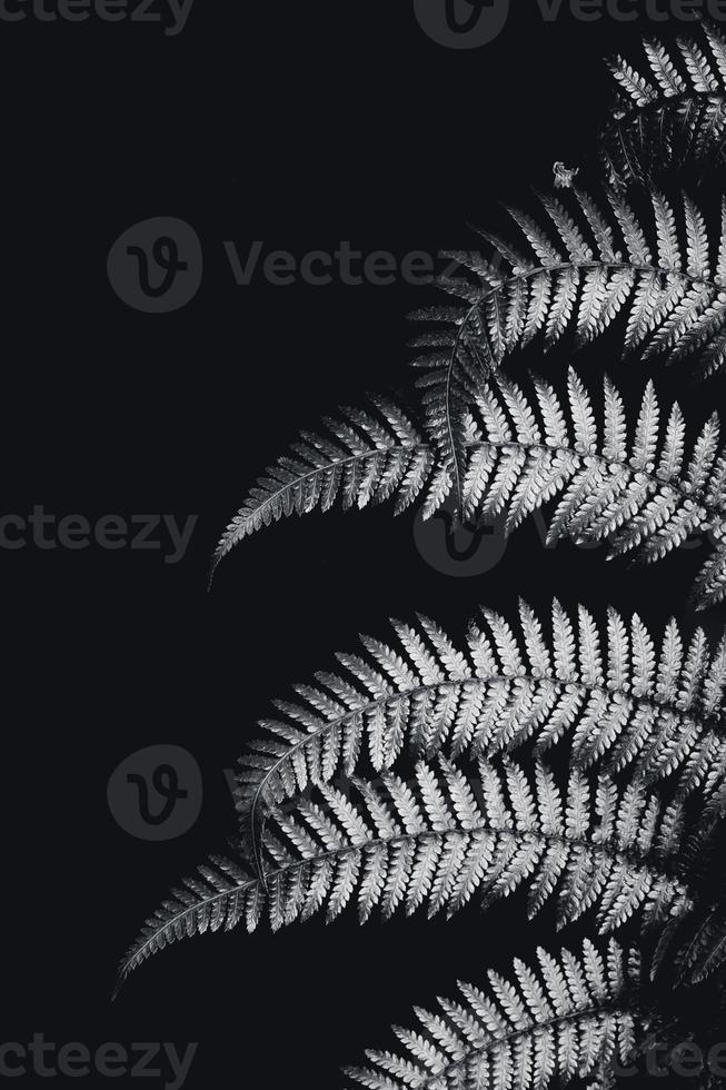 Silver fern leaf in black and white photo