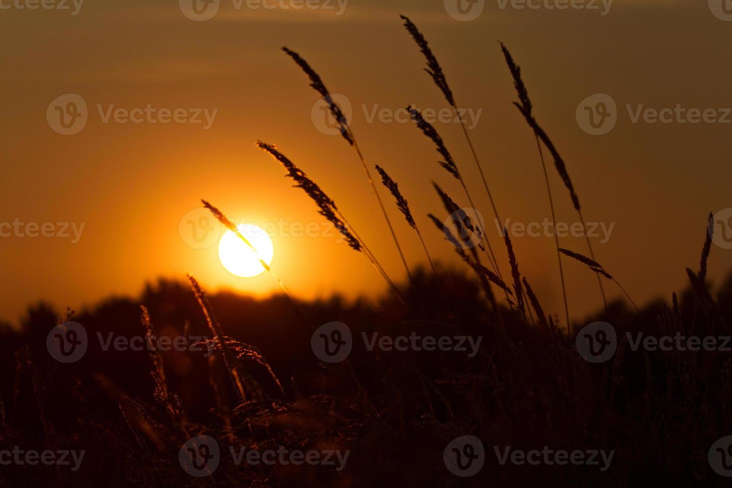 Sonnenuntergang Weizen 1 photo