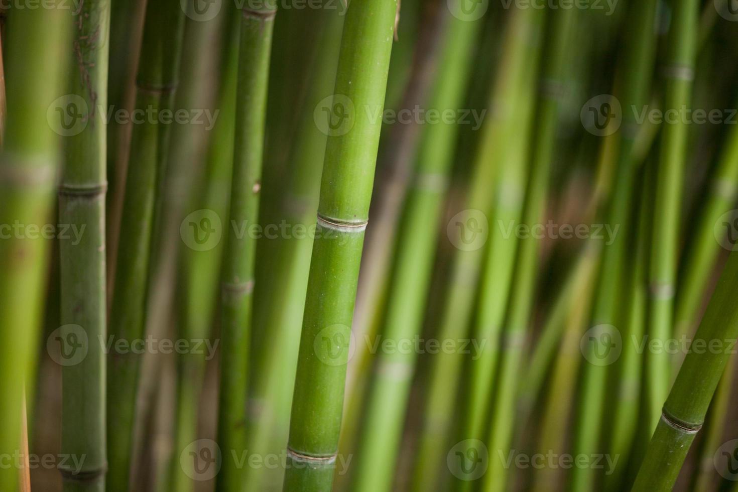 fondo de bambú verde foto