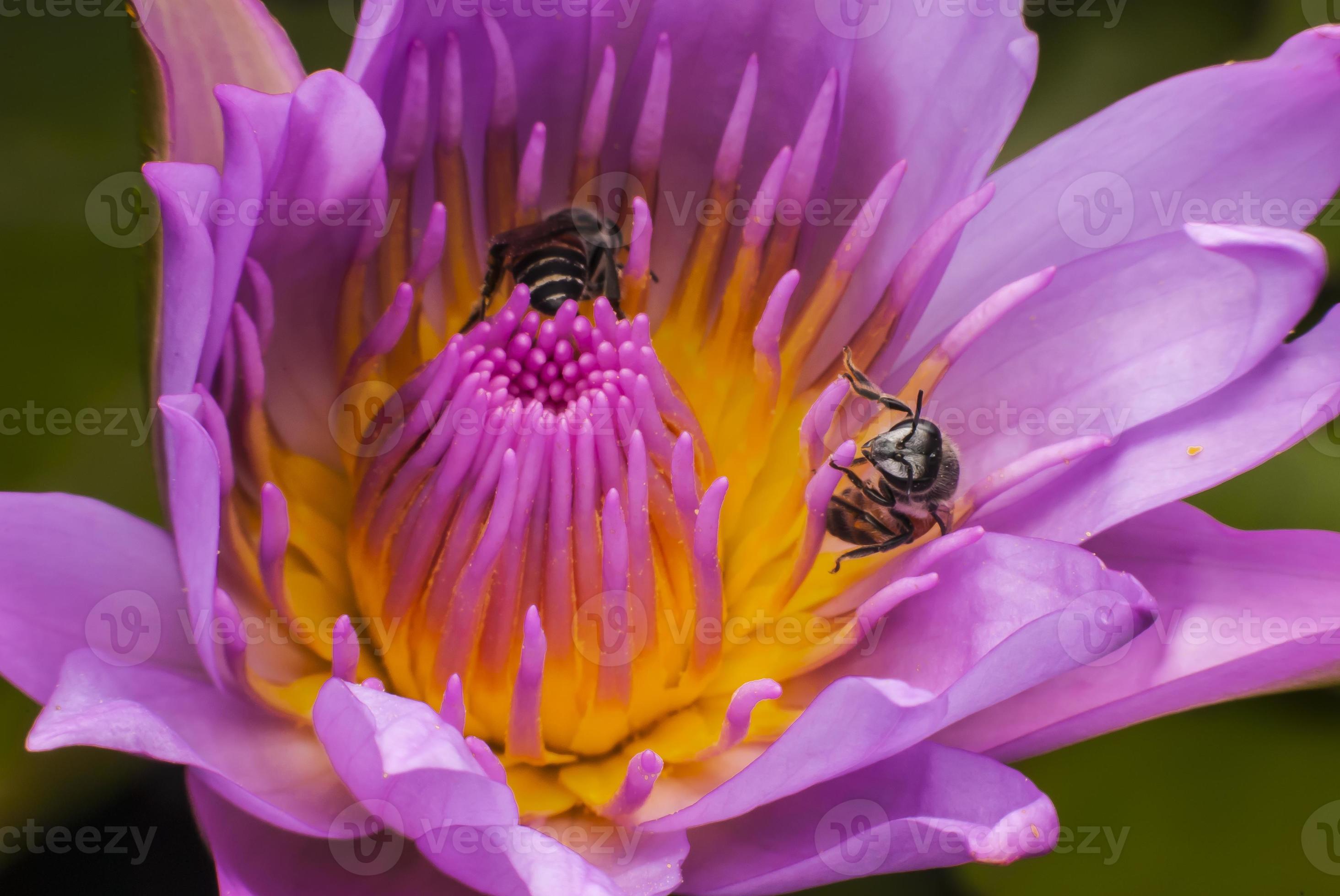 abeja en flor de loto hermosa. foto