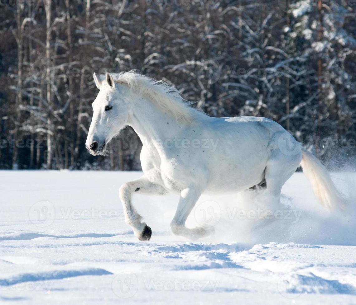 caballo blanco foto