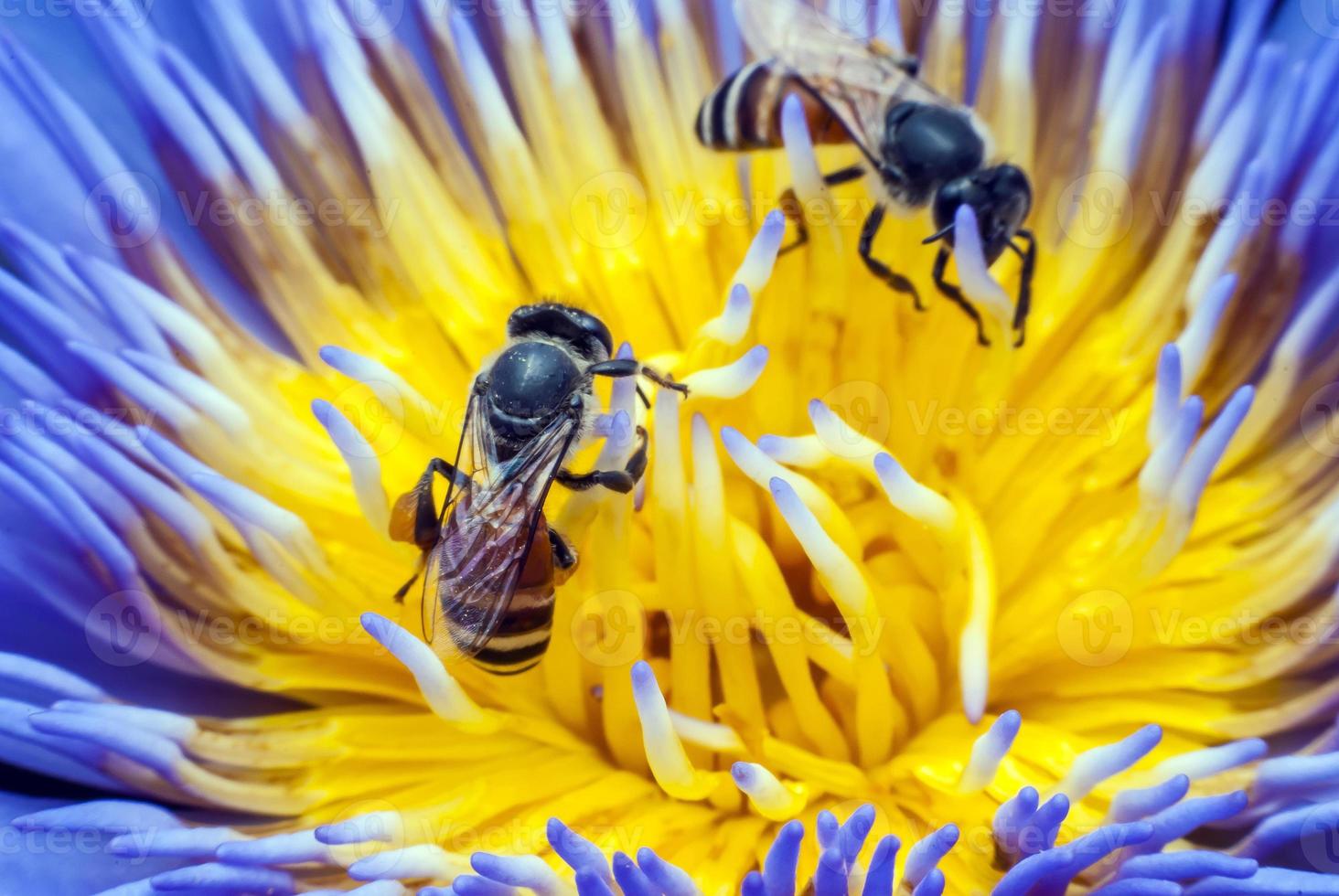 abeja en flor de loto hermosa. foto