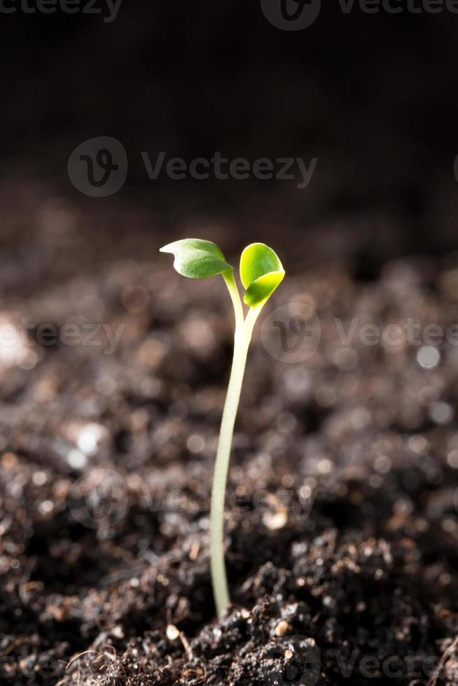 Green seedling illustrating concept of new life photo