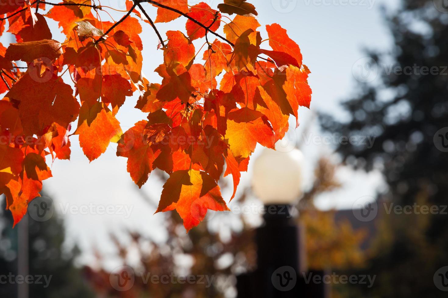 colores de otoño foto