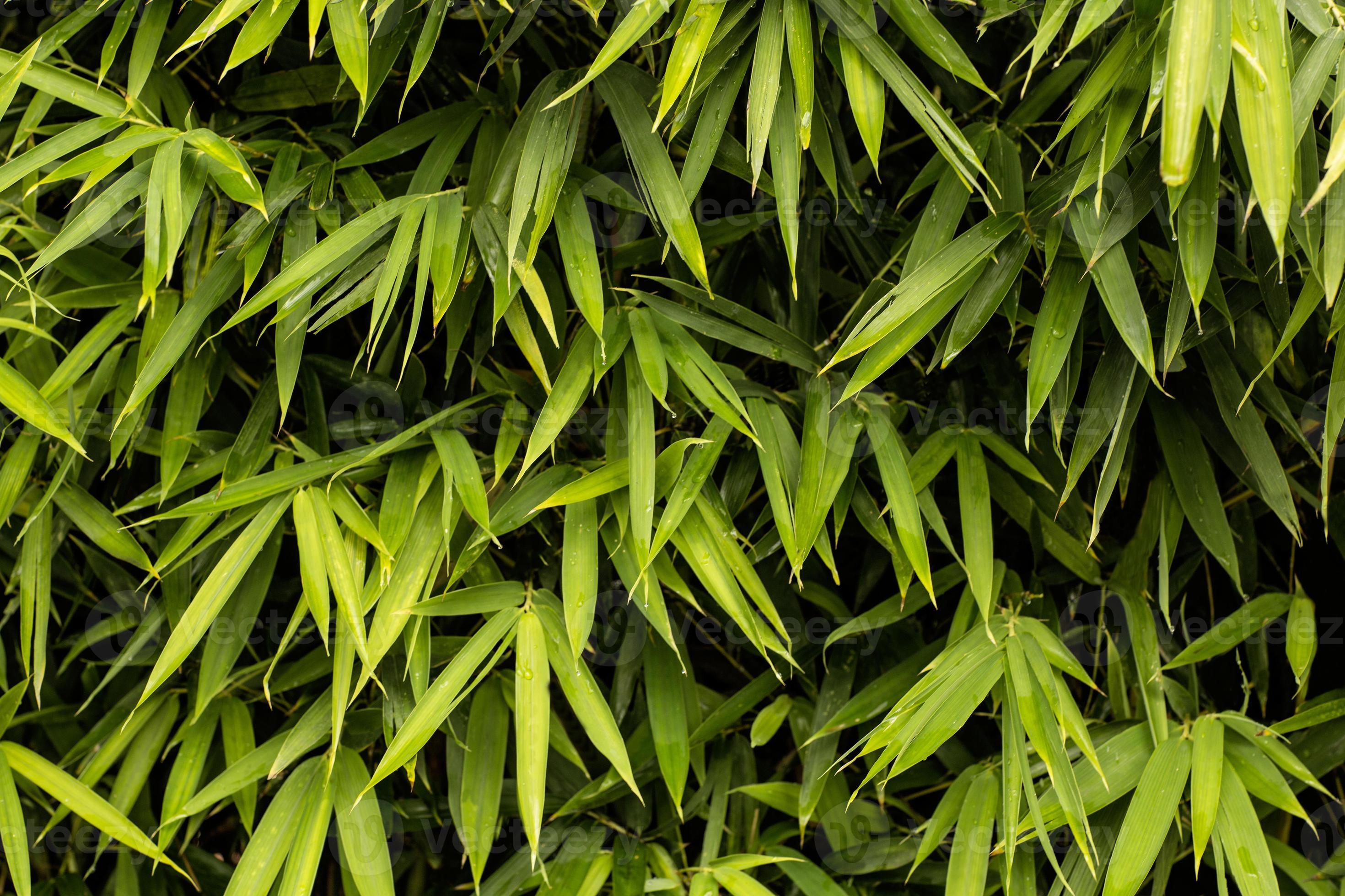 Green bamboo texture 1325750 Stock Photo at Vecteezy