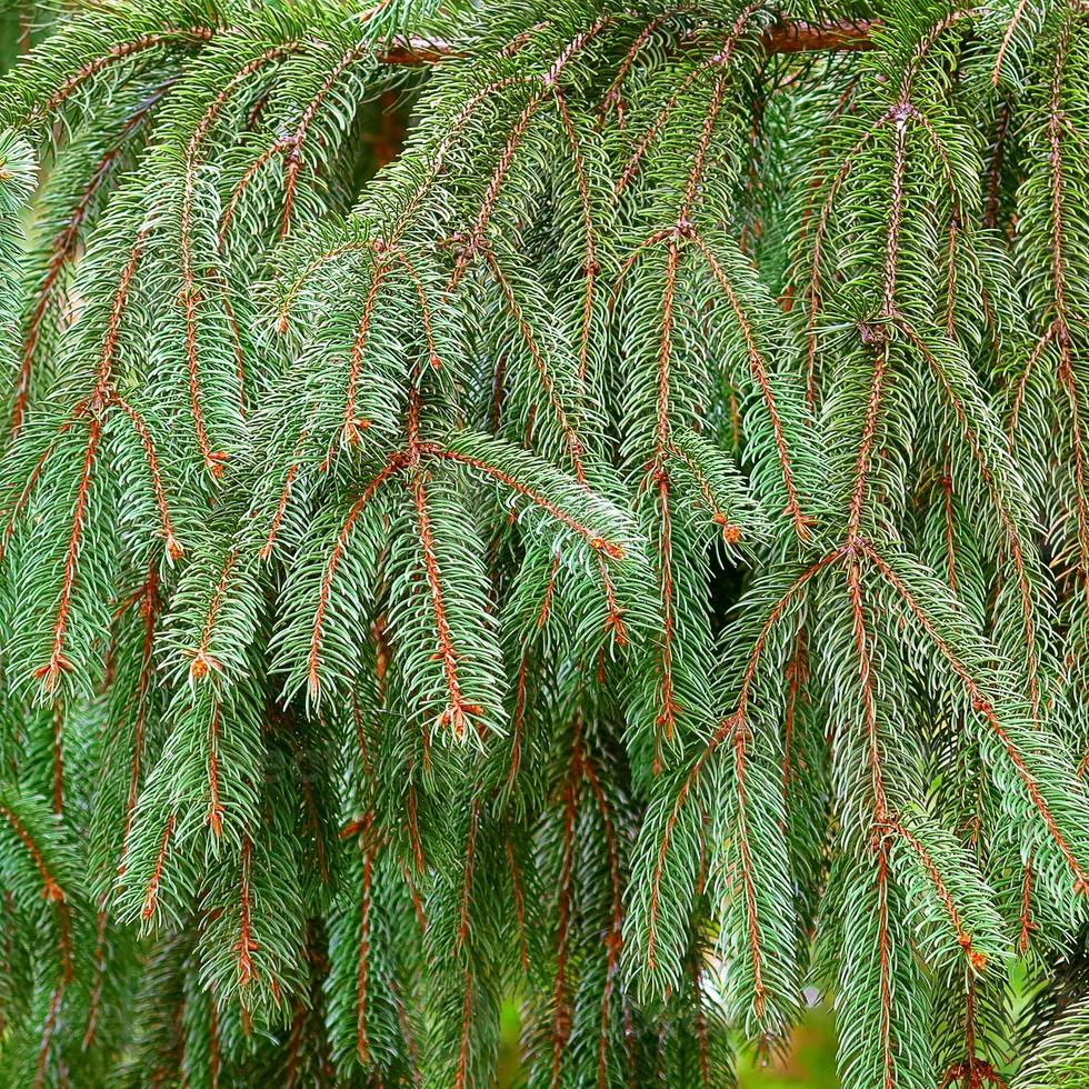 Brightly green prickly branches of a Christmas tree photo
