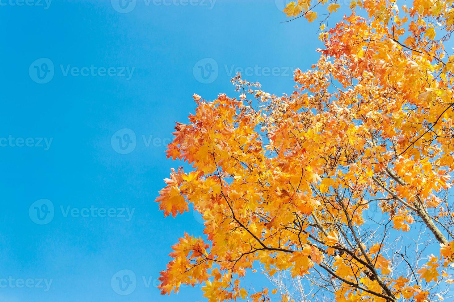 maple leaves photo