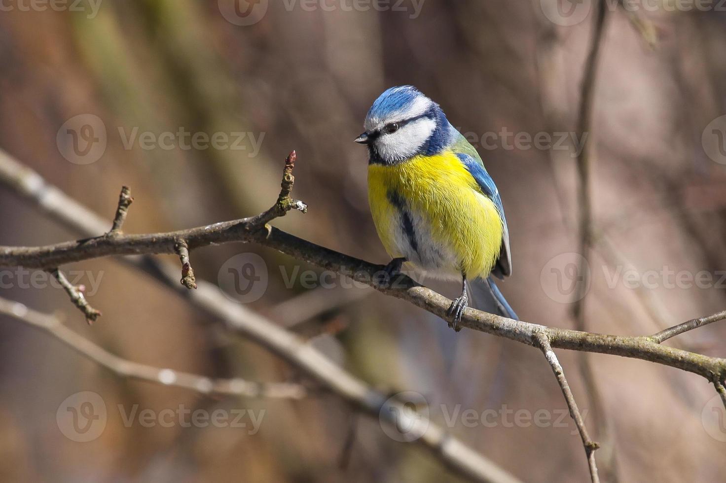 pájaro herrerillo azul se sienta en la rama en primavera foto