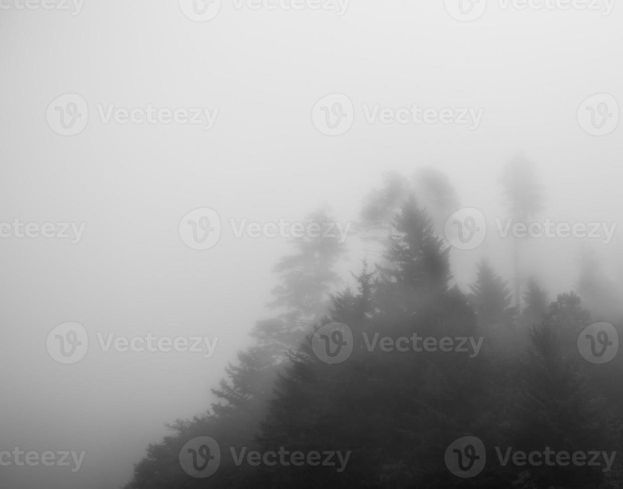 Trees in the mountains in heavy fog photo
