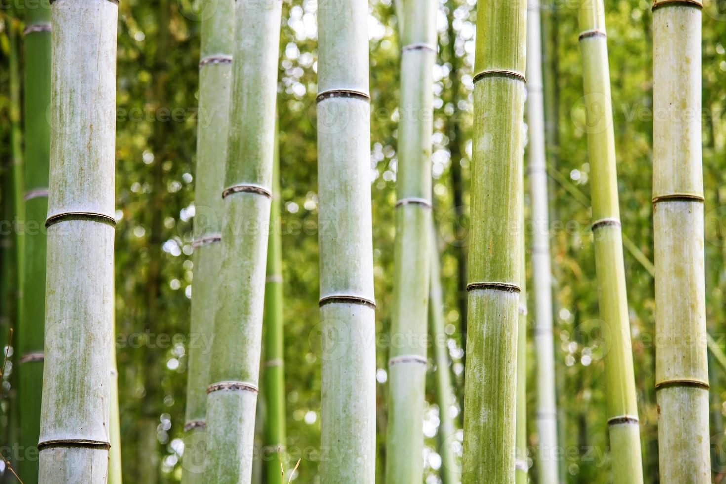 The Bamboo Grove in Arashiyama photo