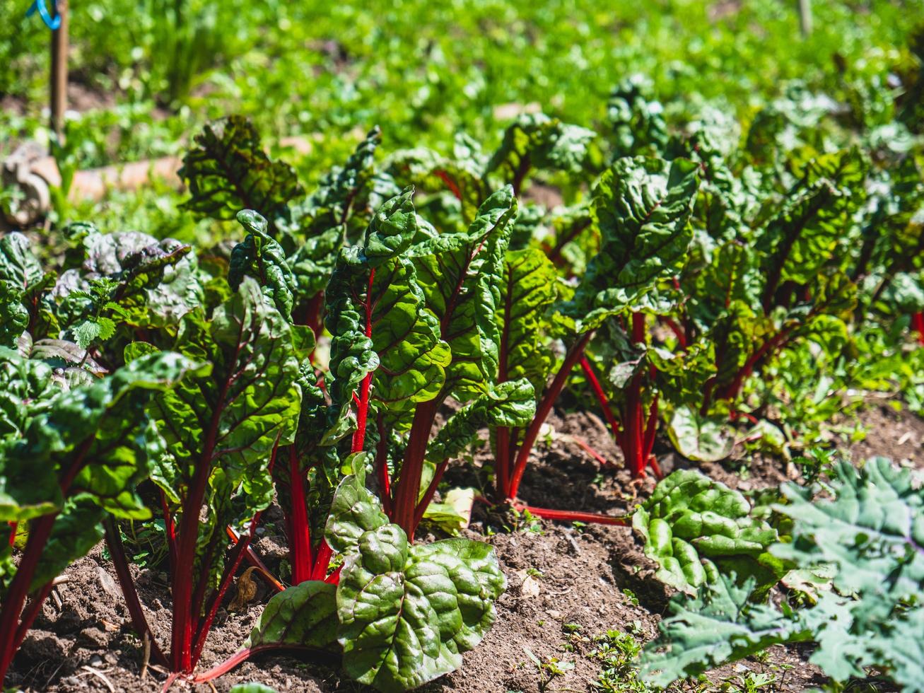 Green lettuce plant photo