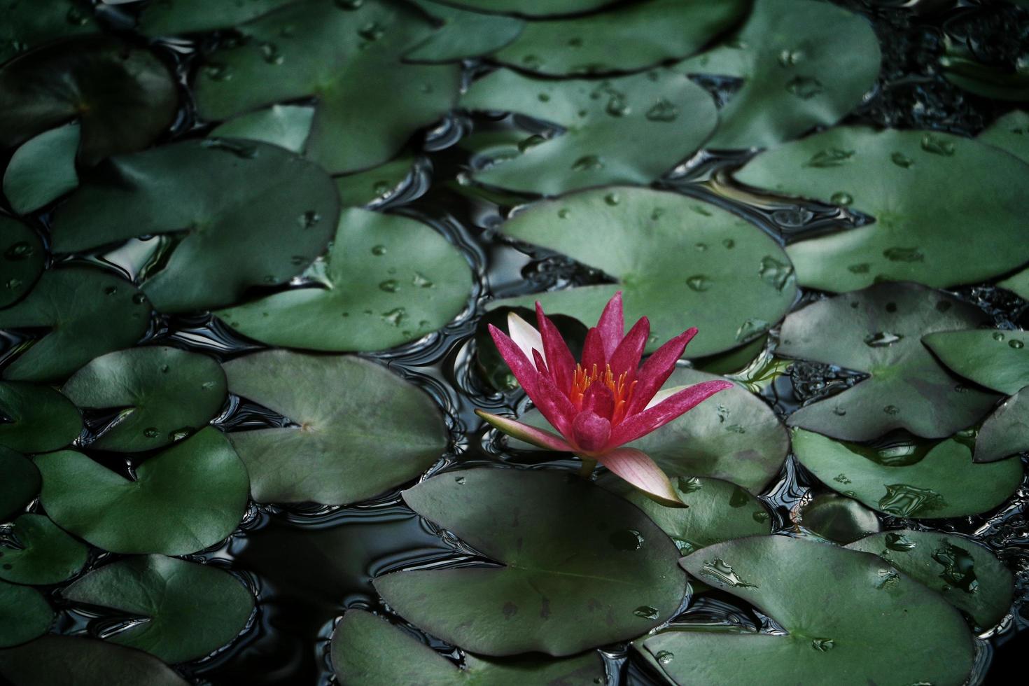 flor rosa con hojas de nenúfar foto