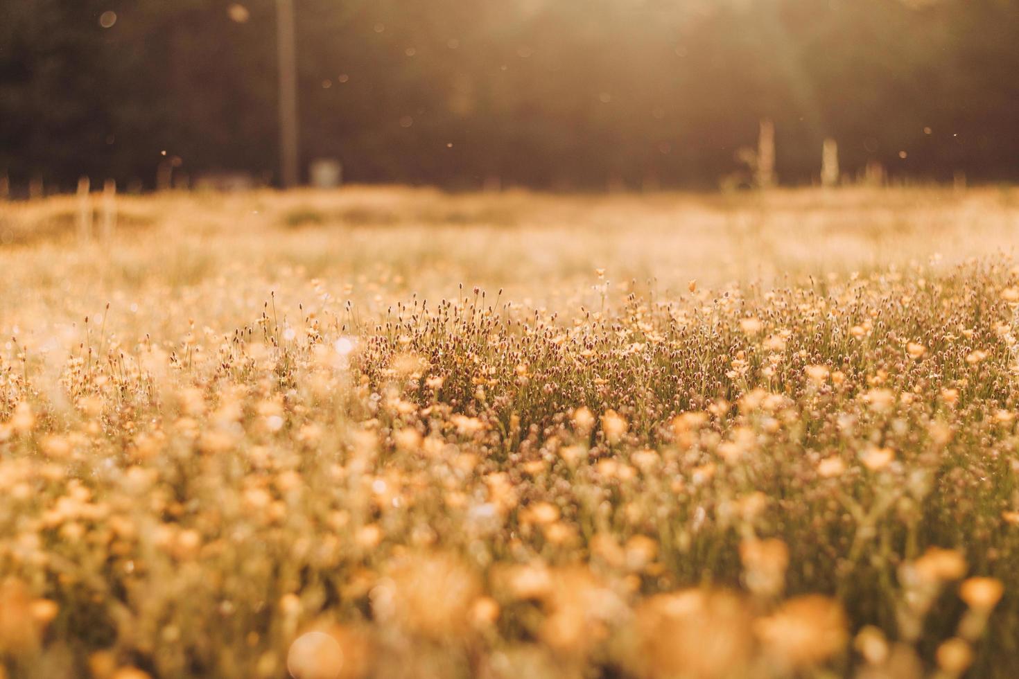 Fields of flowers in Tulsa, Oklahoma photo