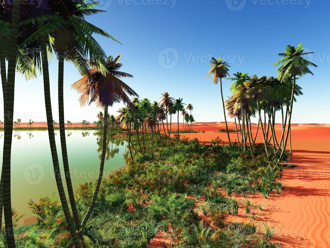 African oasis photo