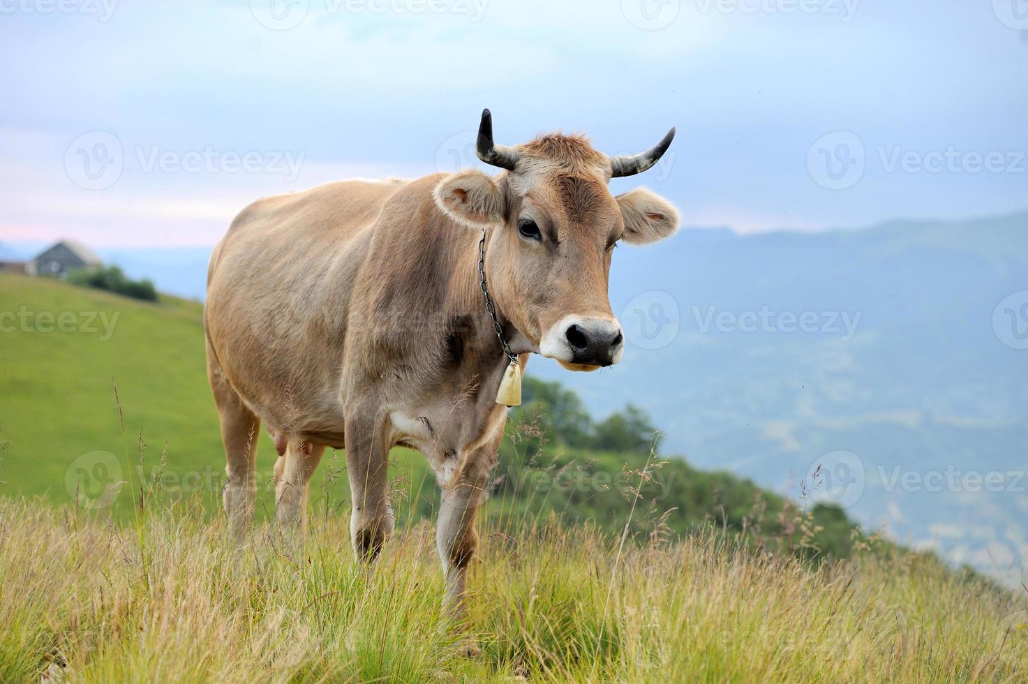 vaca en pastos de montaña foto