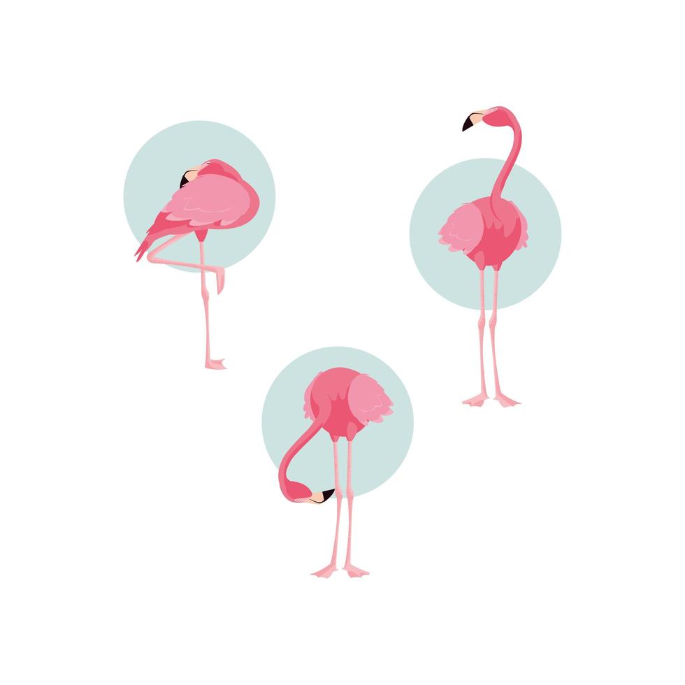 Beautiful standing flamingo bird flock vector