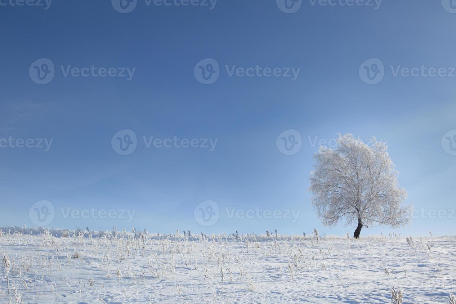 Tree in the snow on a field  winter photo