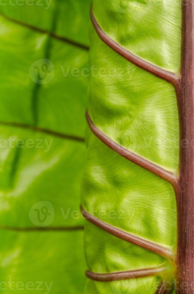 leaf texture photo