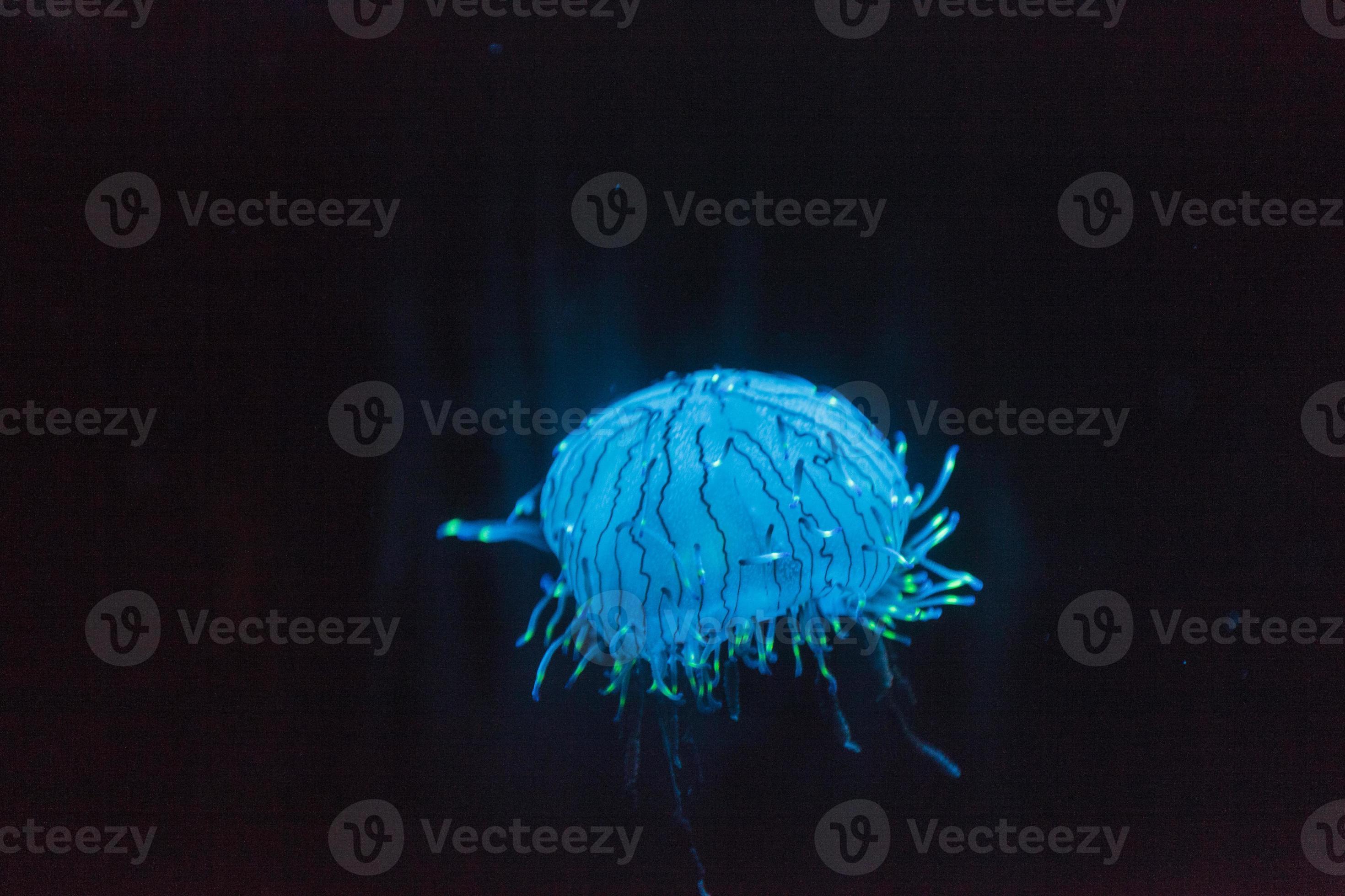 Flower hat jellyfish, Olindias formosa 1331872 Stock Photo at Vecteezy