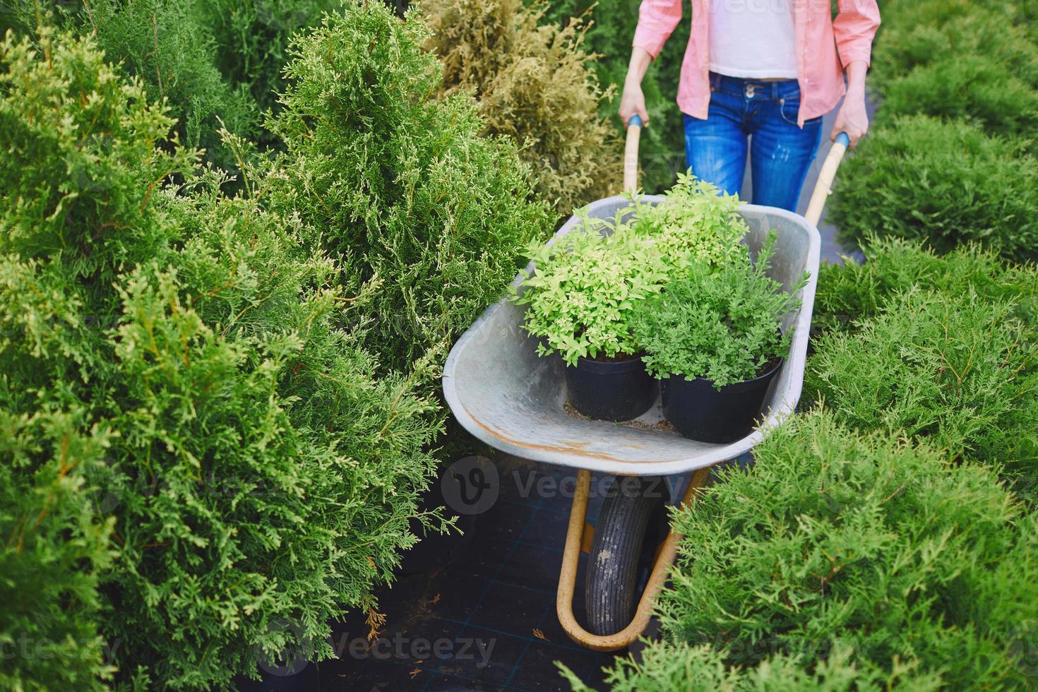 Carrying plants 1332245 Stock Photo at Vecteezy