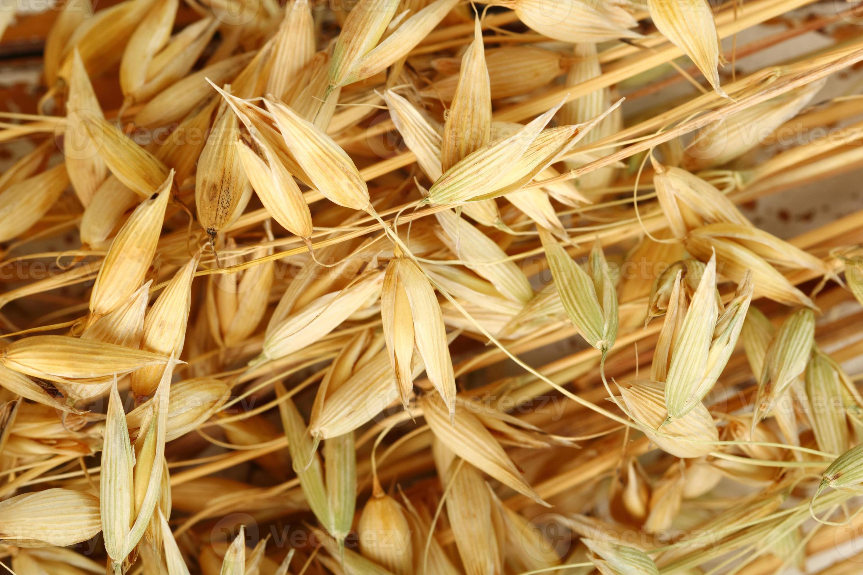 Oat (Avena) Plants 1332562 Stock Photo at Vecteezy