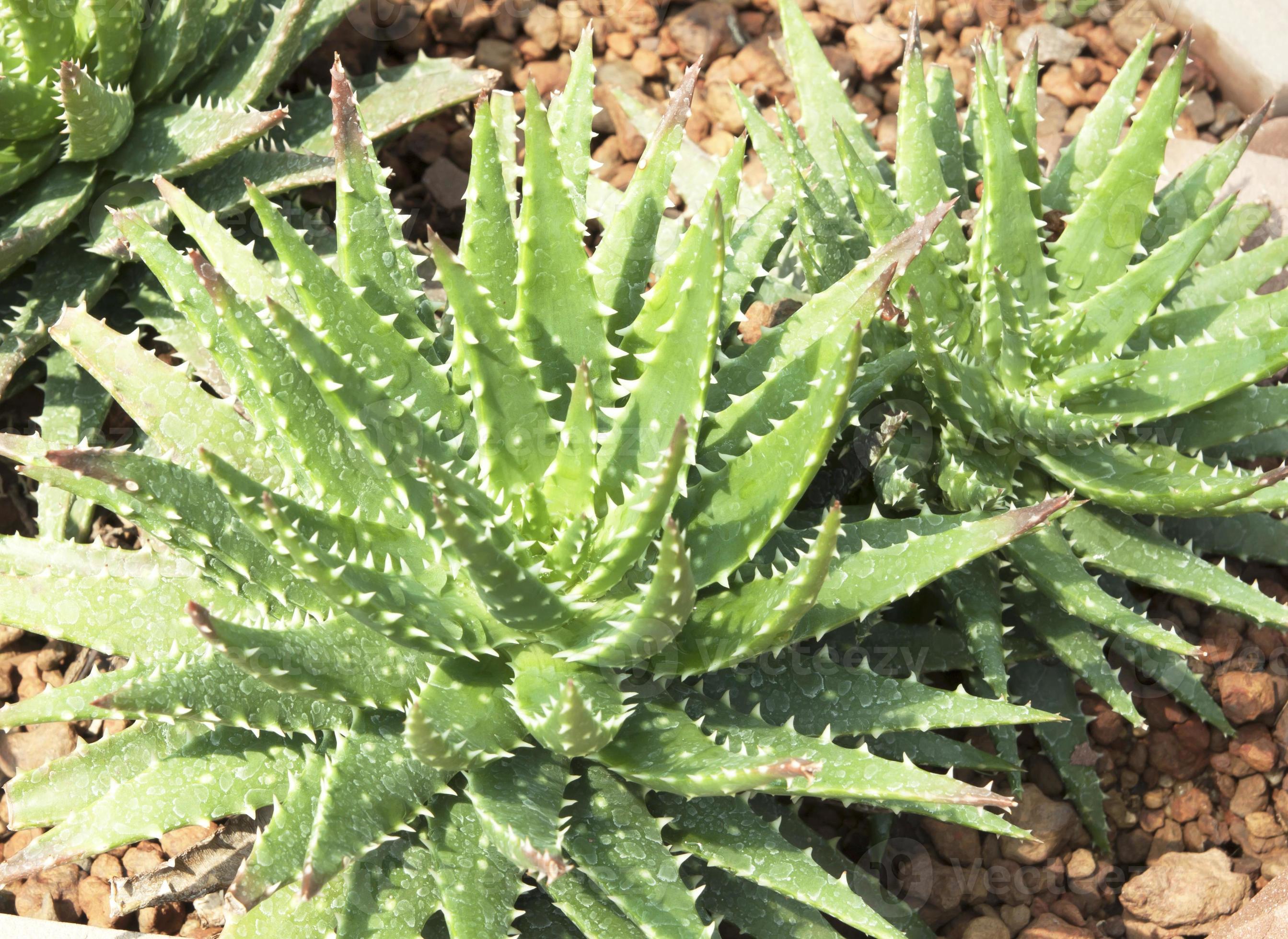 Aloe vera plants 1332584 Stock Photo at Vecteezy