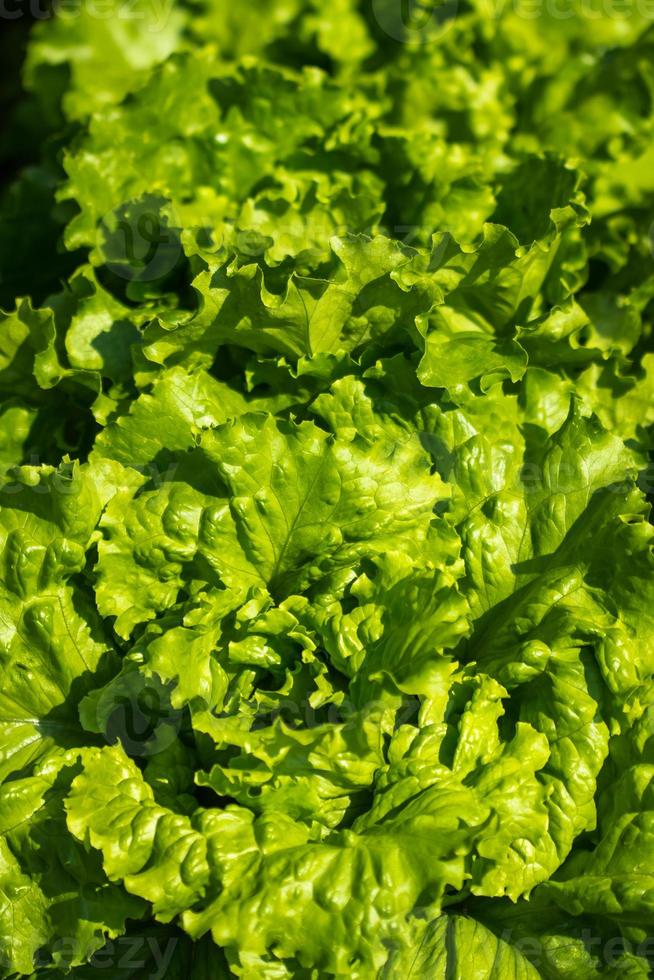 Salad vegetables plant background photo