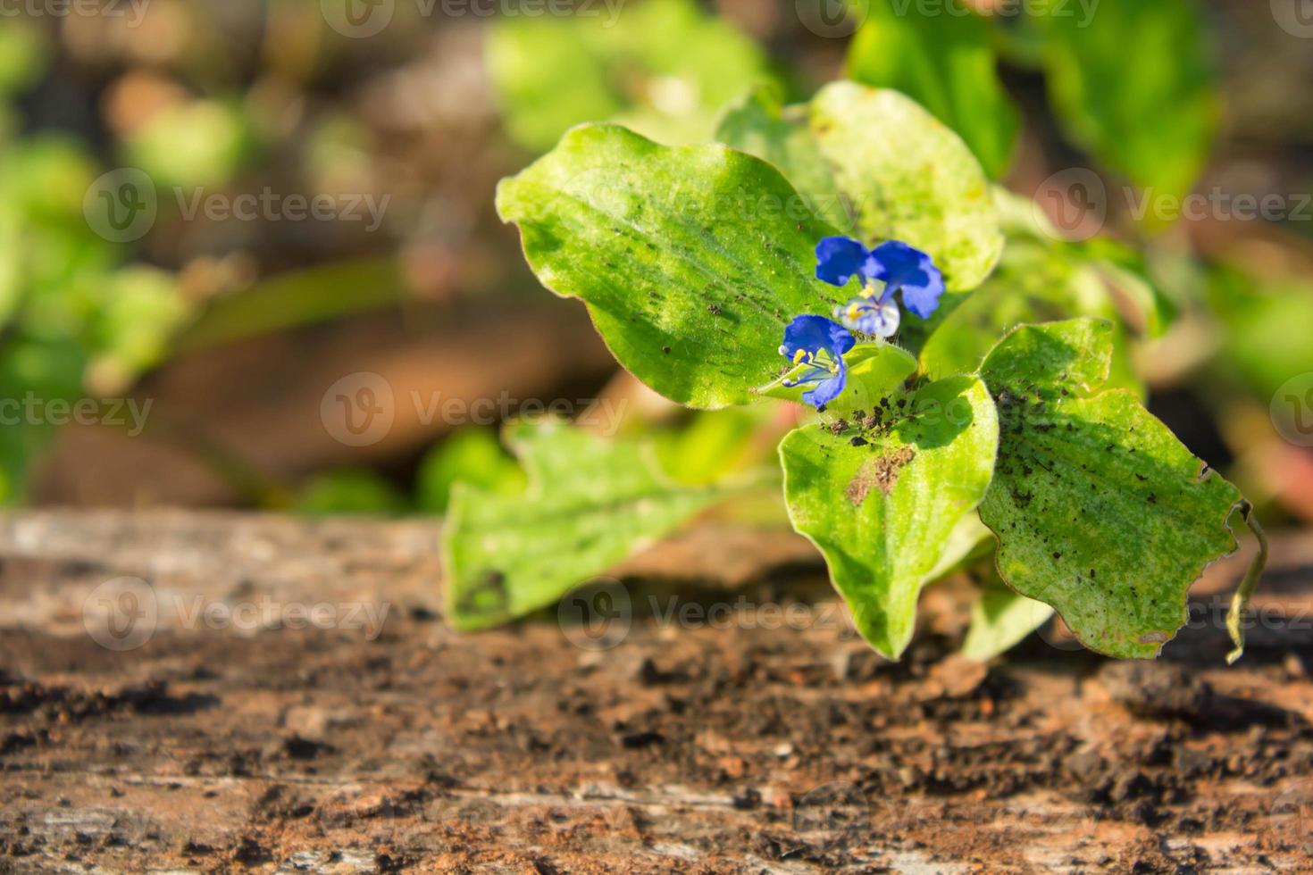 pequeña planta con flor morada 1332658 Foto de stock en Vecteezy pequeña planta con flor morada 1332658 Foto de stock en Vecteezy