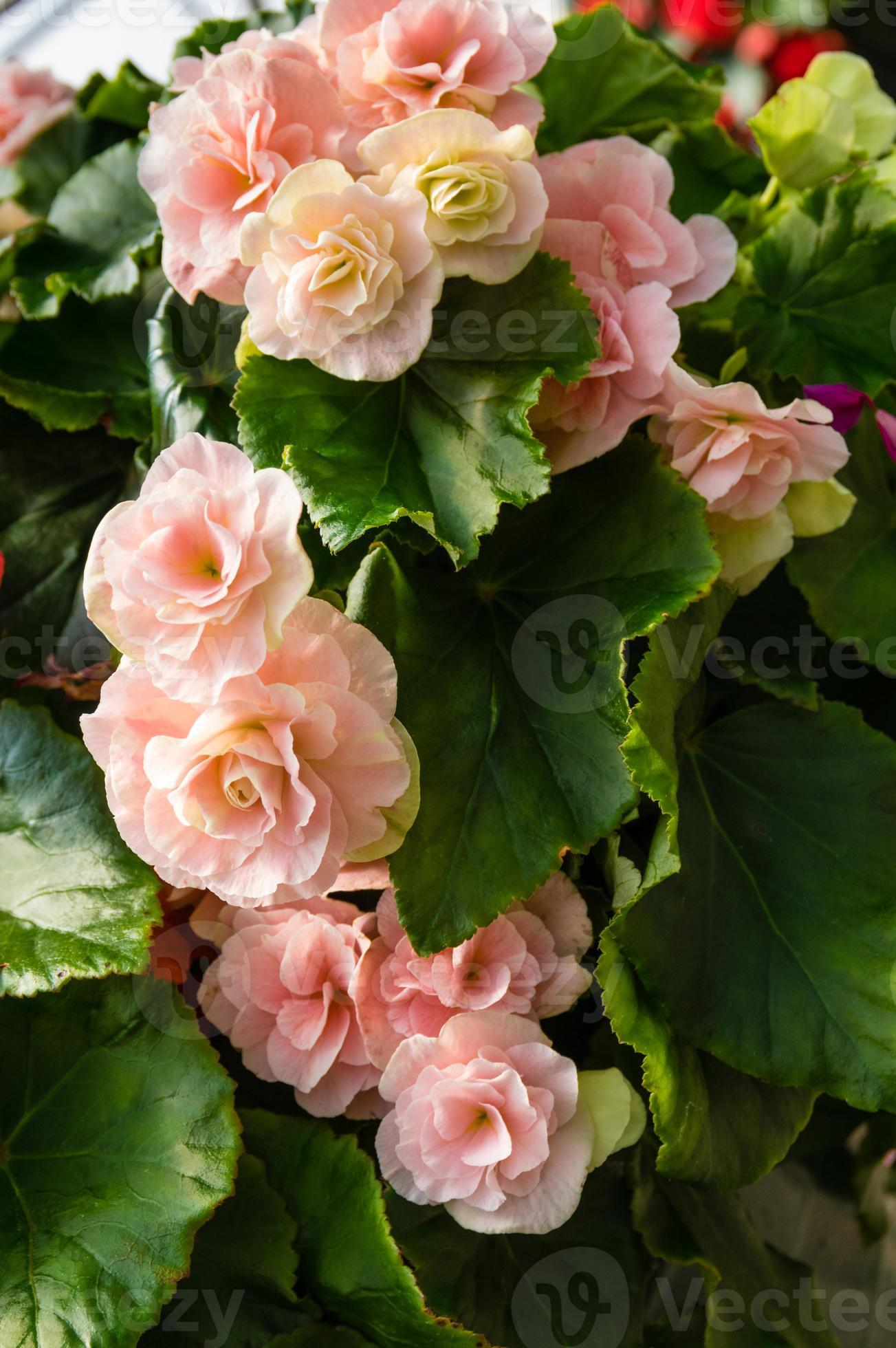 coloridas plantas de begonia en flor 1332710 Foto de stock en Vecteezy