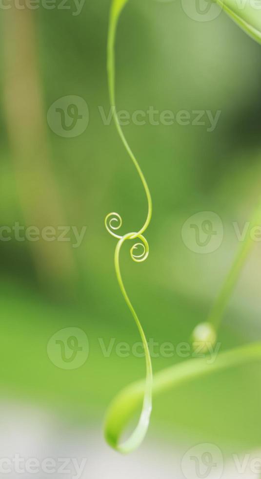 spiral leaf in a blurred background 1332842 Stock Photo at Vecteezy