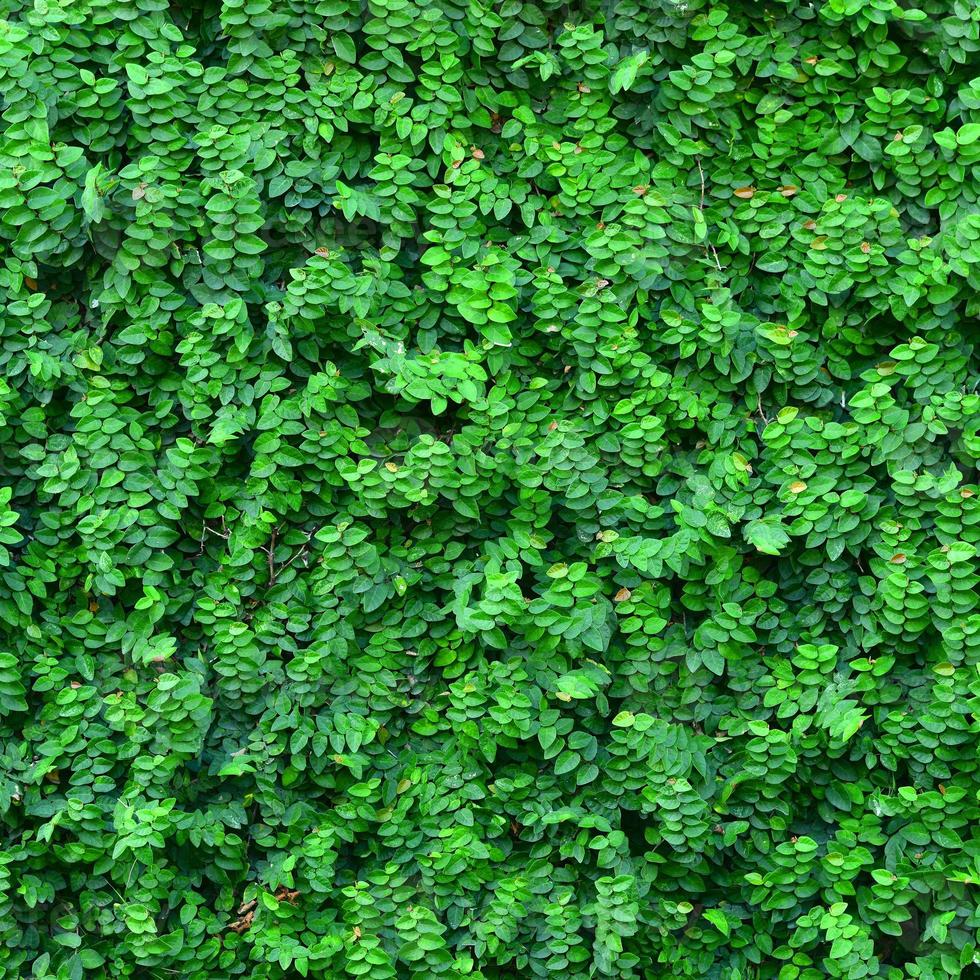 Ivy Background 1333712 Stock Photo at Vecteezy