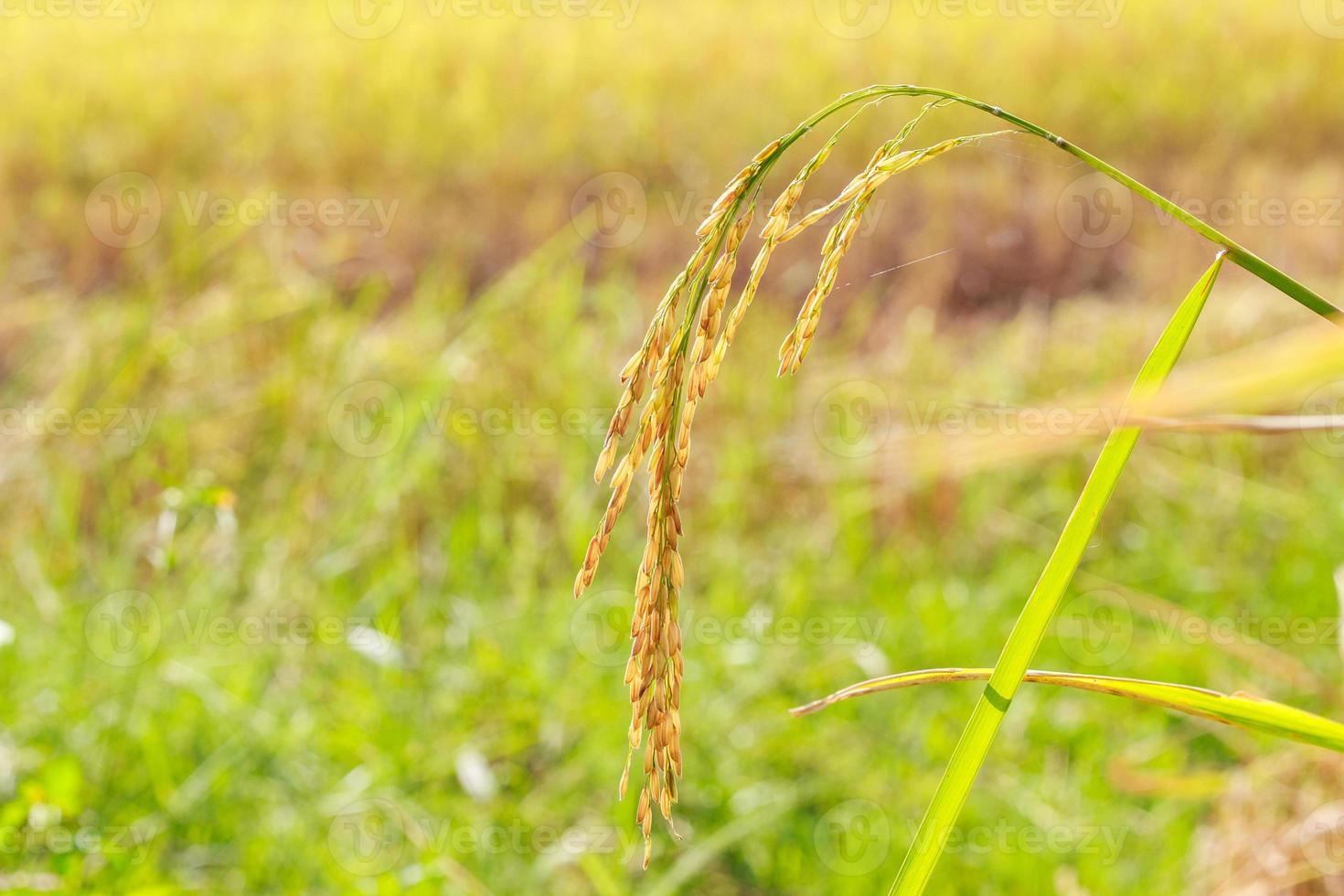 paddy rice field photo