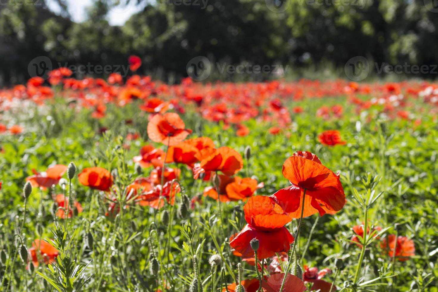 Red Poppies Fields Stock Photo Red Poppies Fields Stock Photo