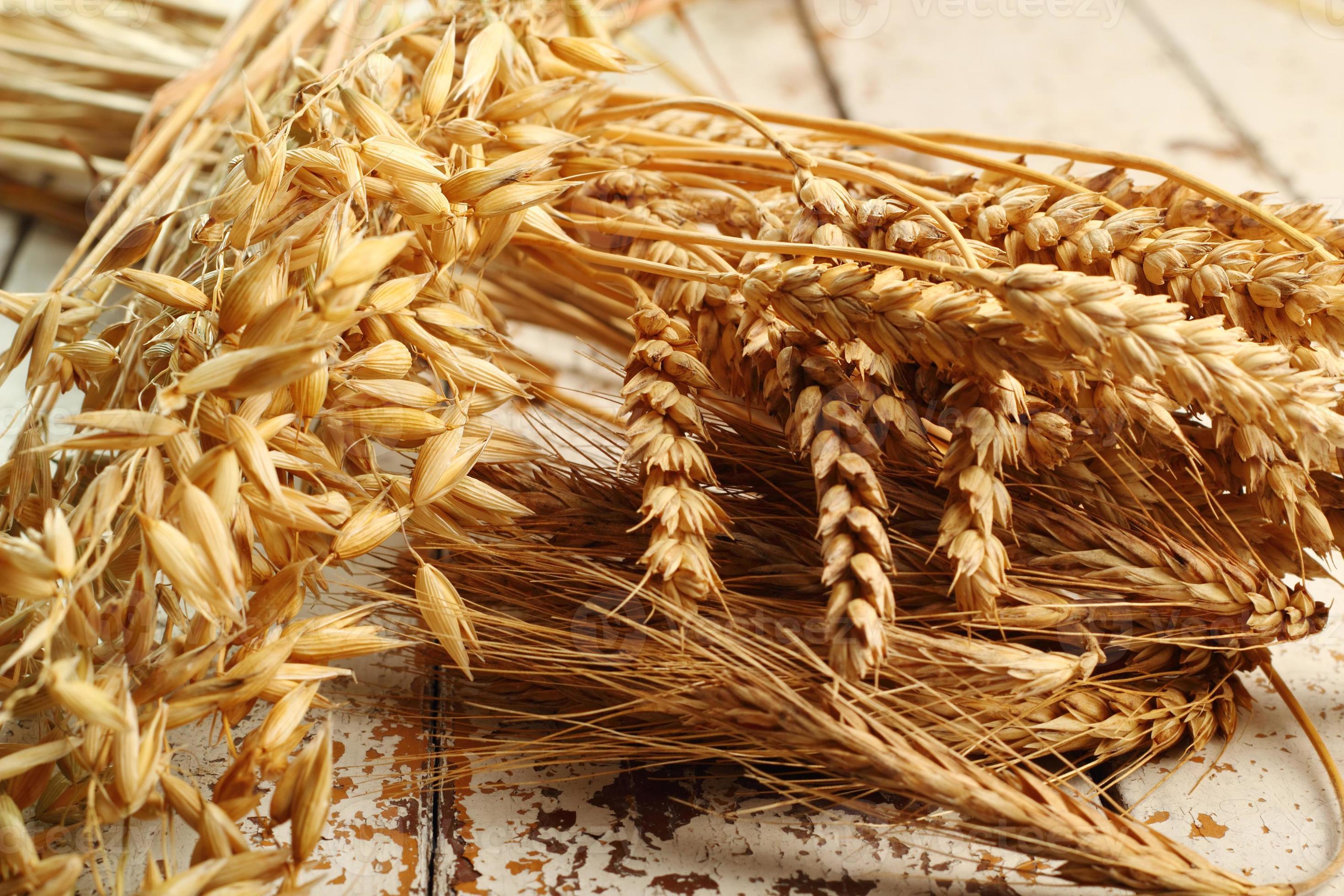 Cereal Plants. Wheat, Rye, Oat (Avena). 1334197 Stock Photo at Vecteezy