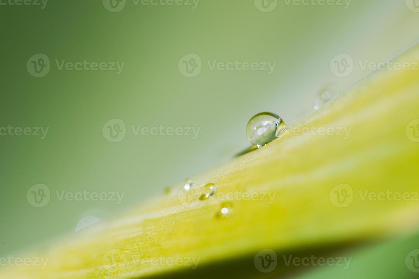 gota de lluvia sobre una planta de yuca foto