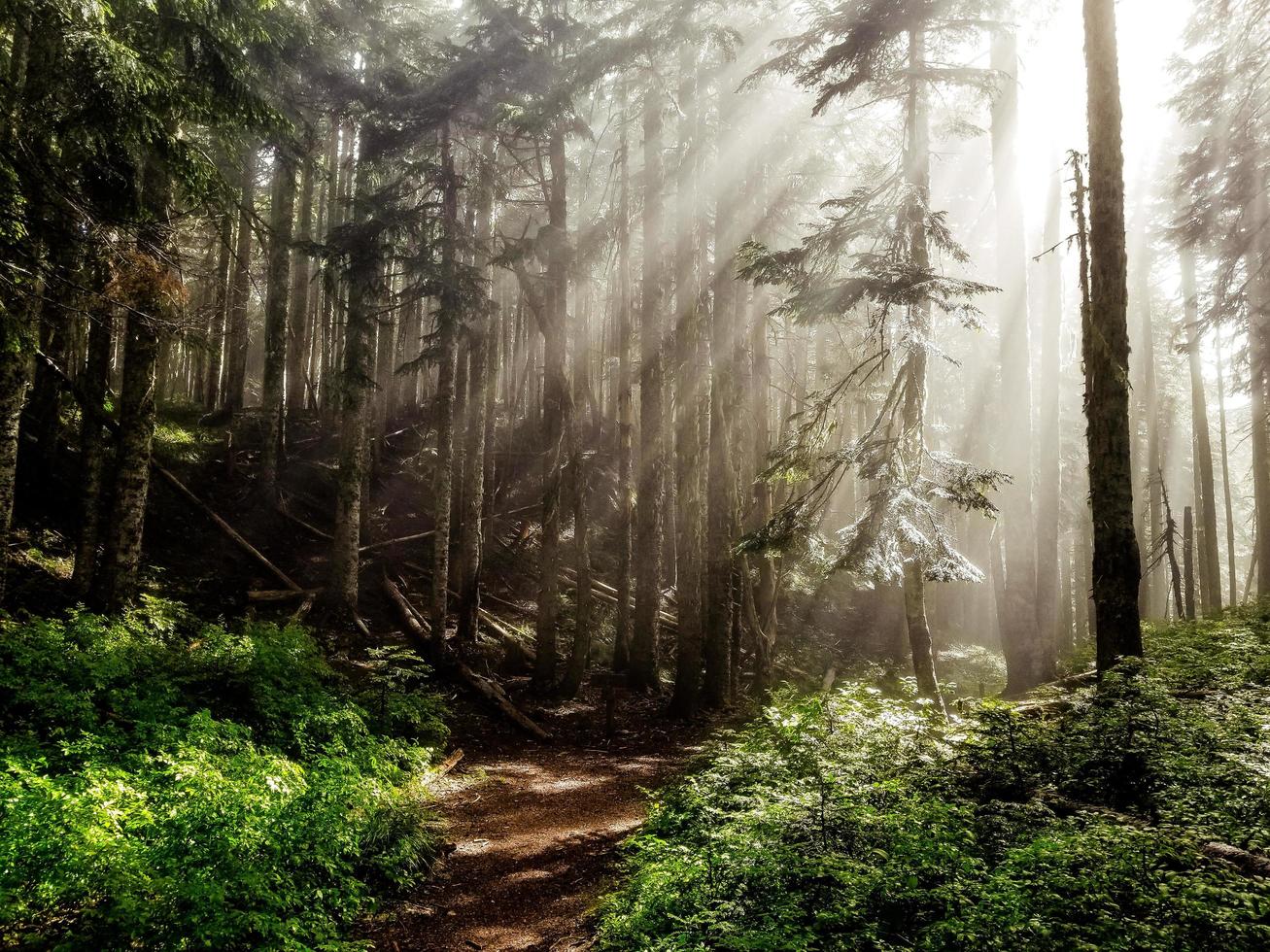 rayos de sol en el bosque foto