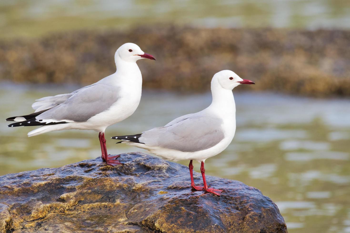 Gaviotas hartlaub posadas cerca del océano foto