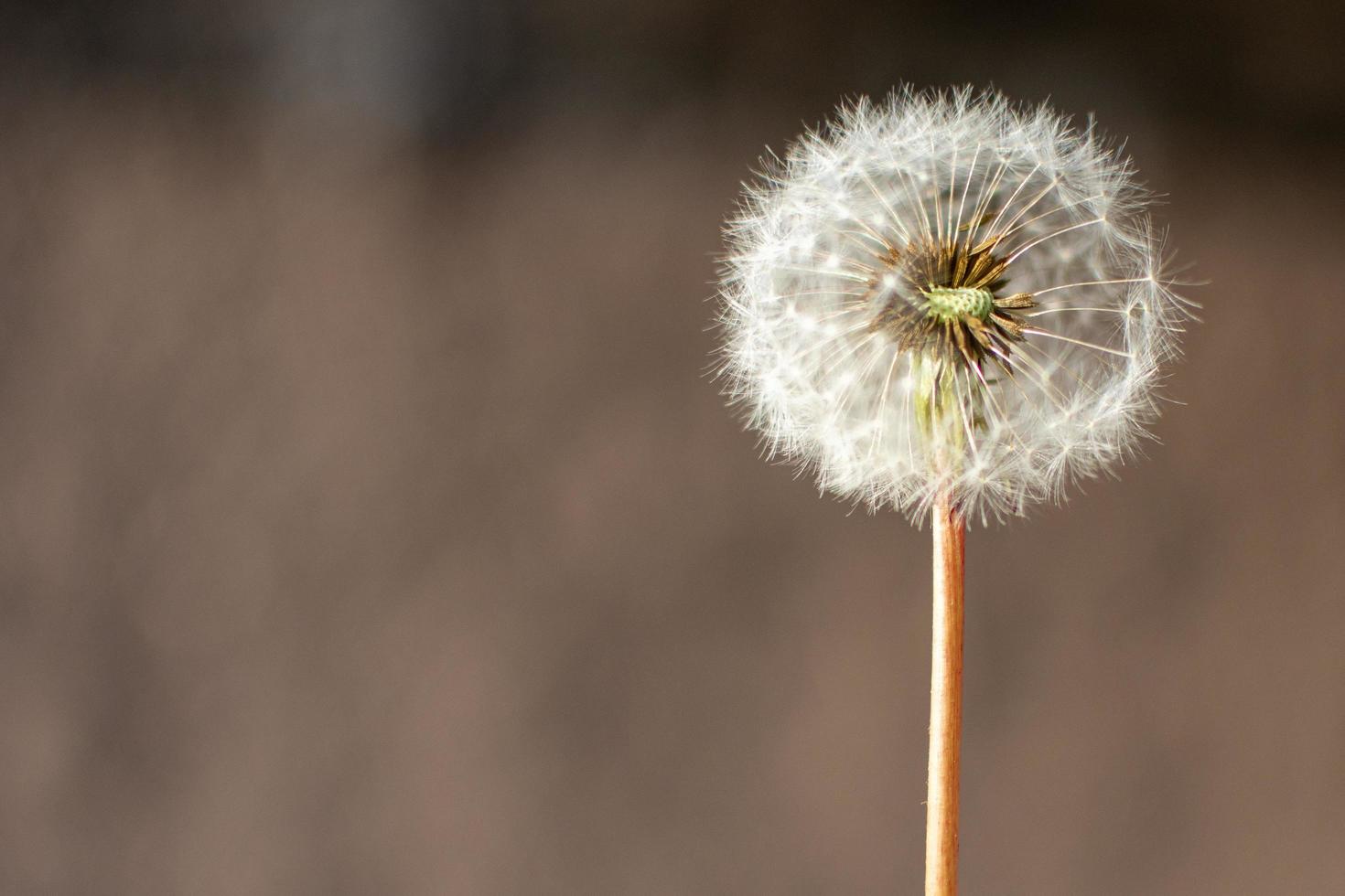 Pelusa de diente de león con semillas foto