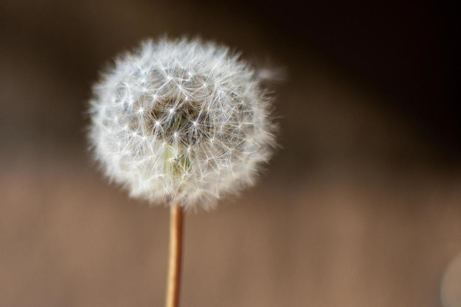 Fluffy dandelion weed photo