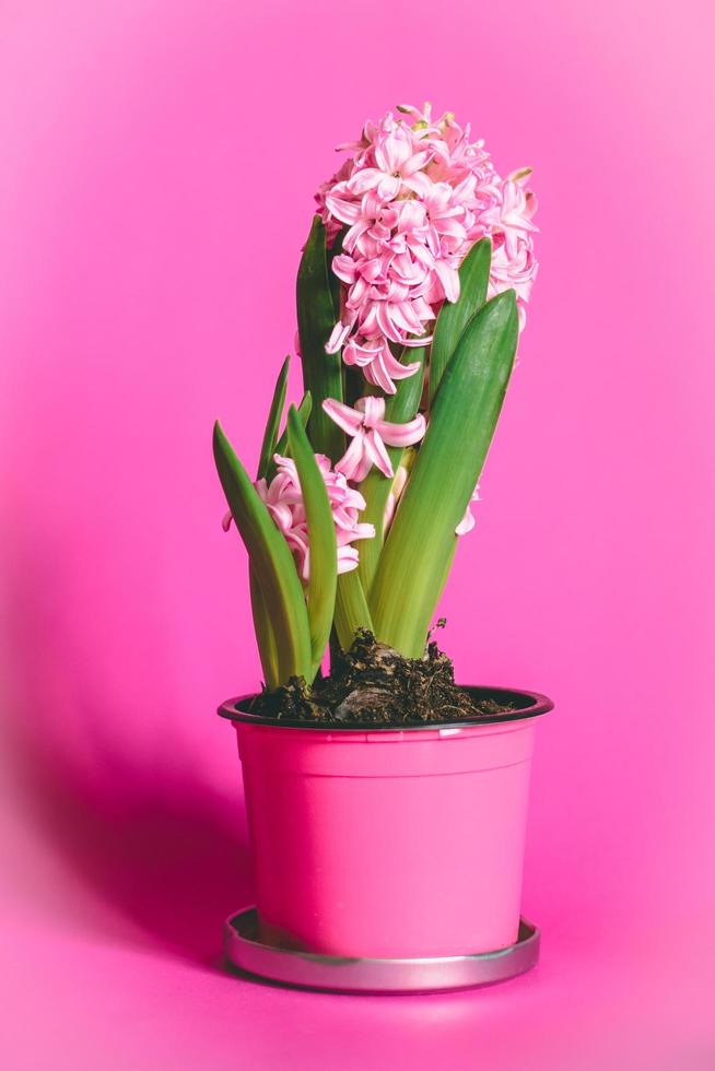 Pink hyacinth blossom photo