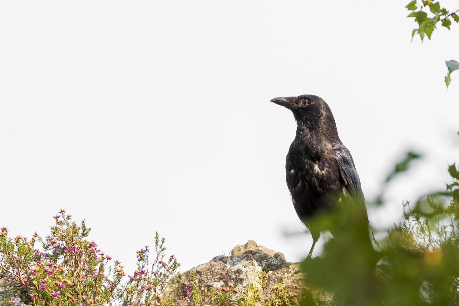 Common raven on a rock photo