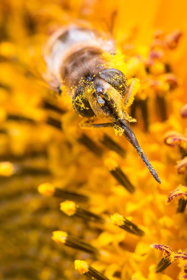 Pollen bee macro photo