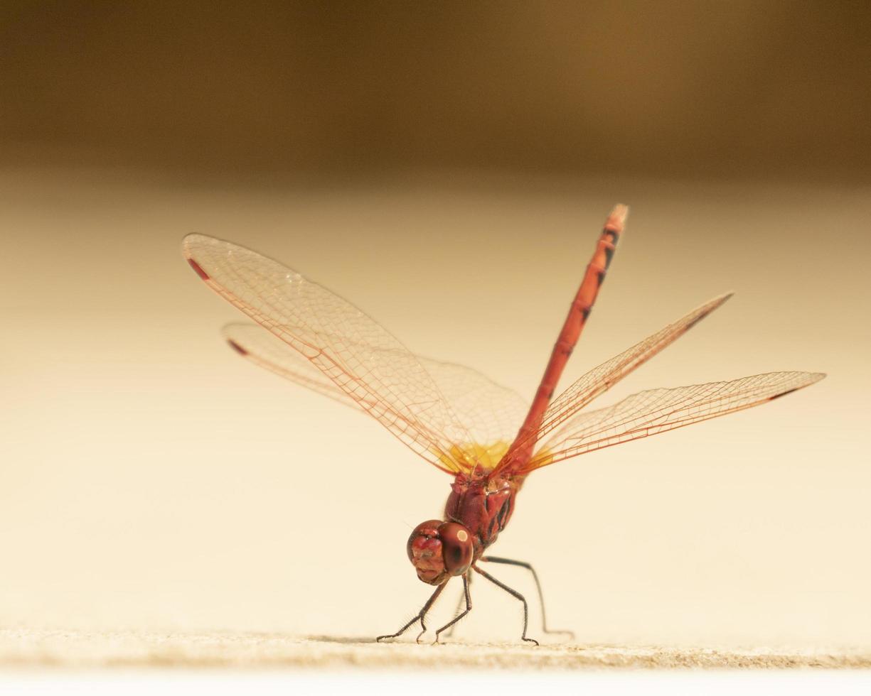 Red dragonfly on the ground photo