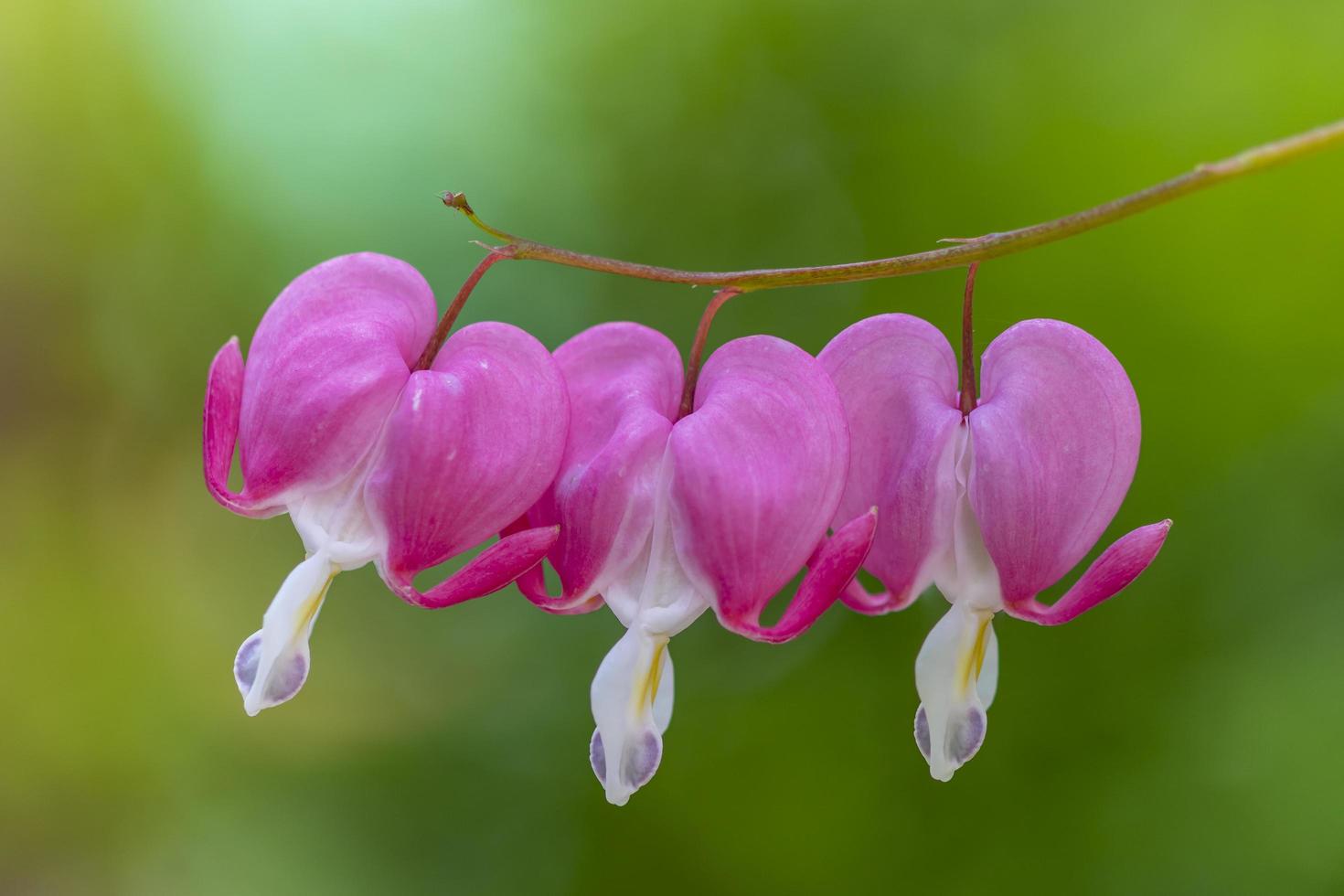 Three Asian bleeding hearts photo