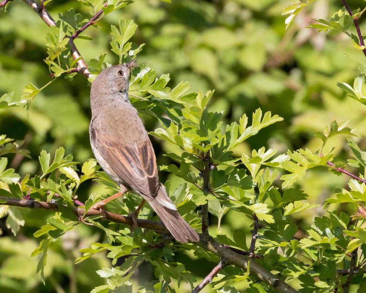 whitethroat con araña foto