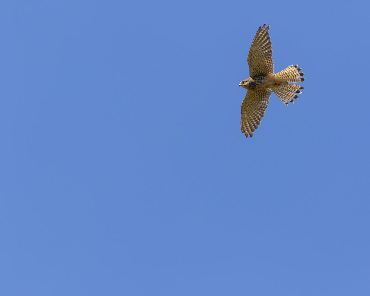 Kestrel in flight photo