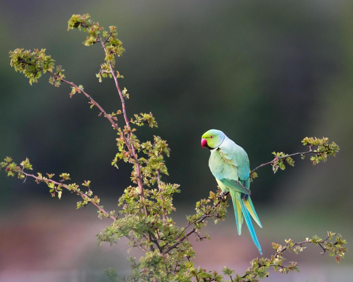 Ring necked parakeet photo