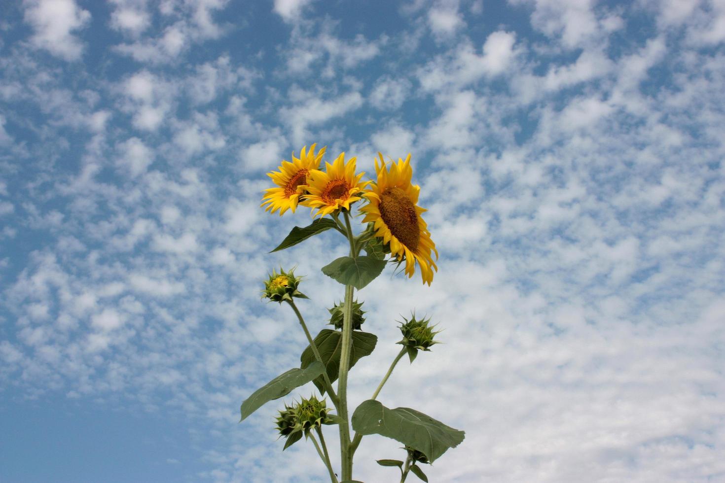 girasoles contra un cielo azul foto