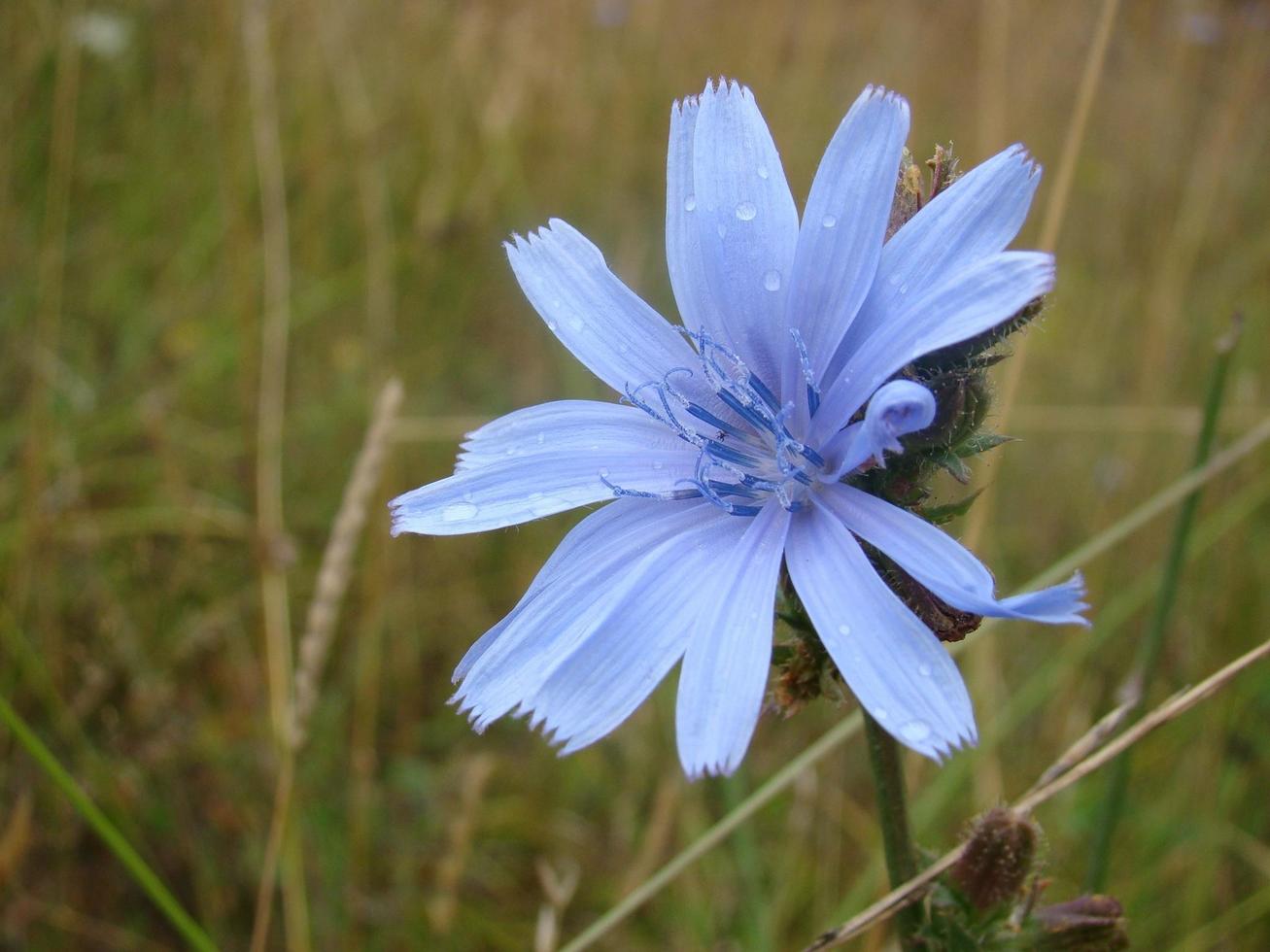 Blue flower in grass photo